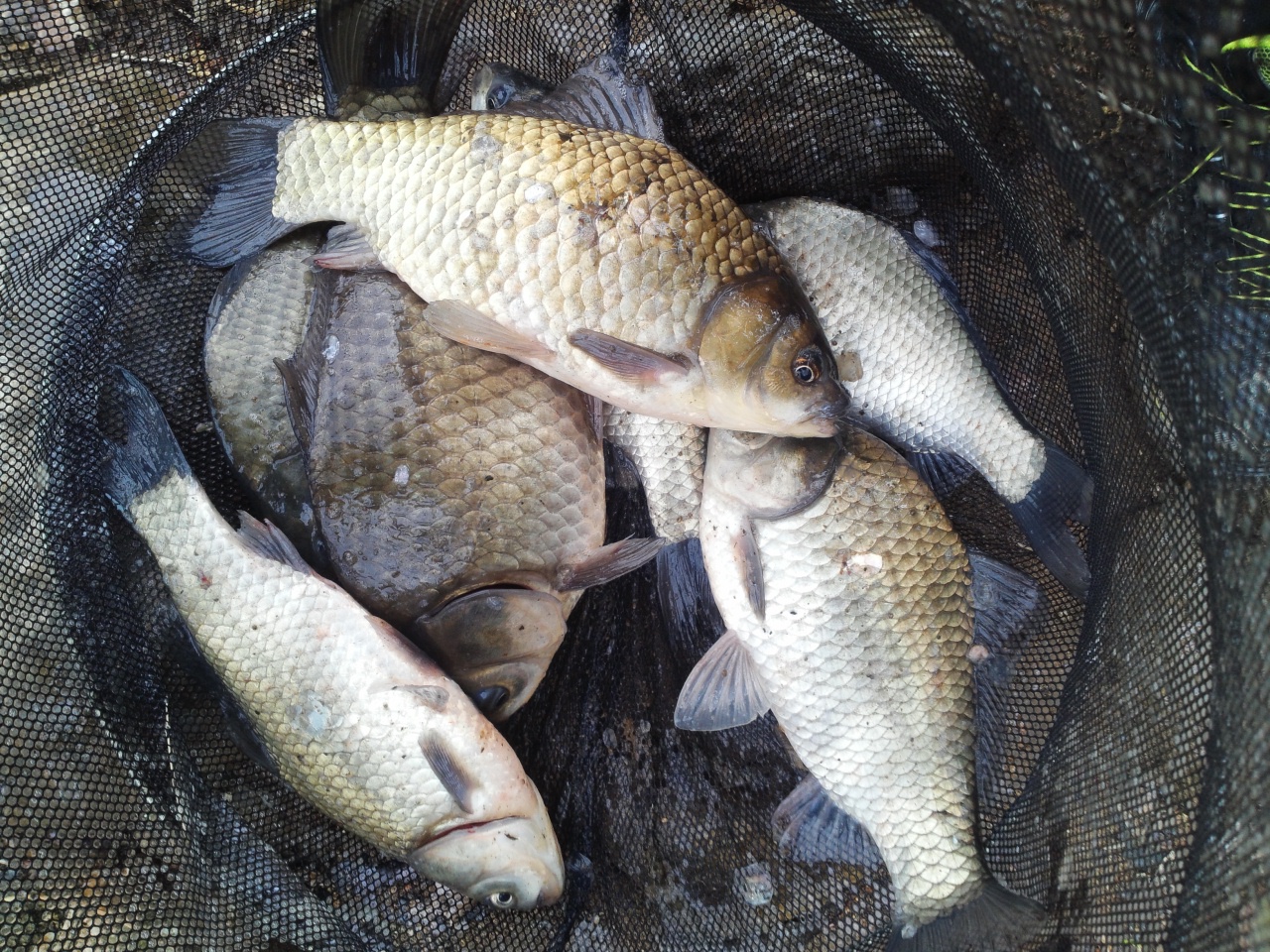 fish_pay092947100