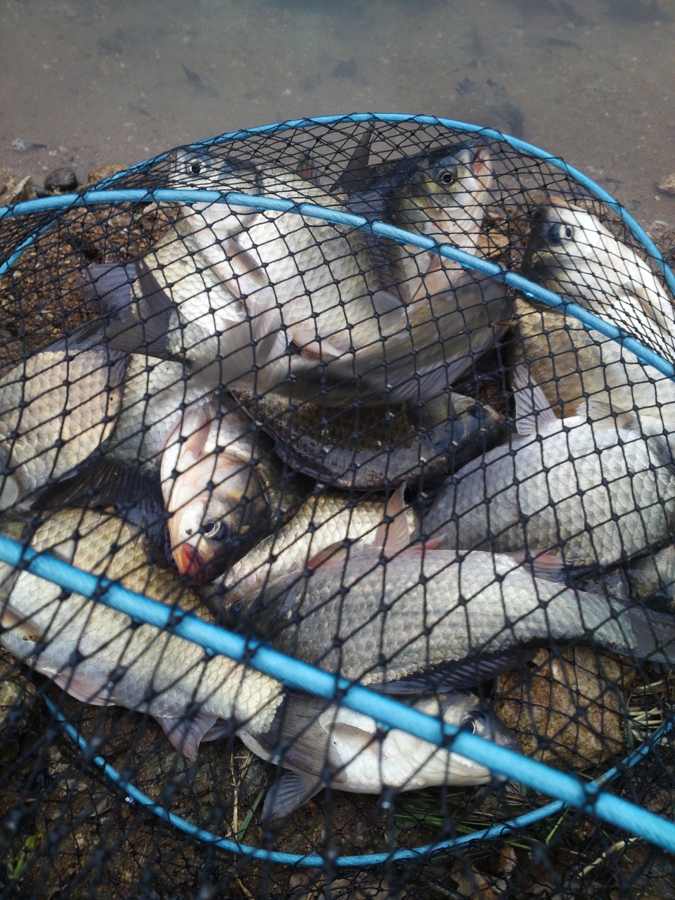 fish_pay09301451