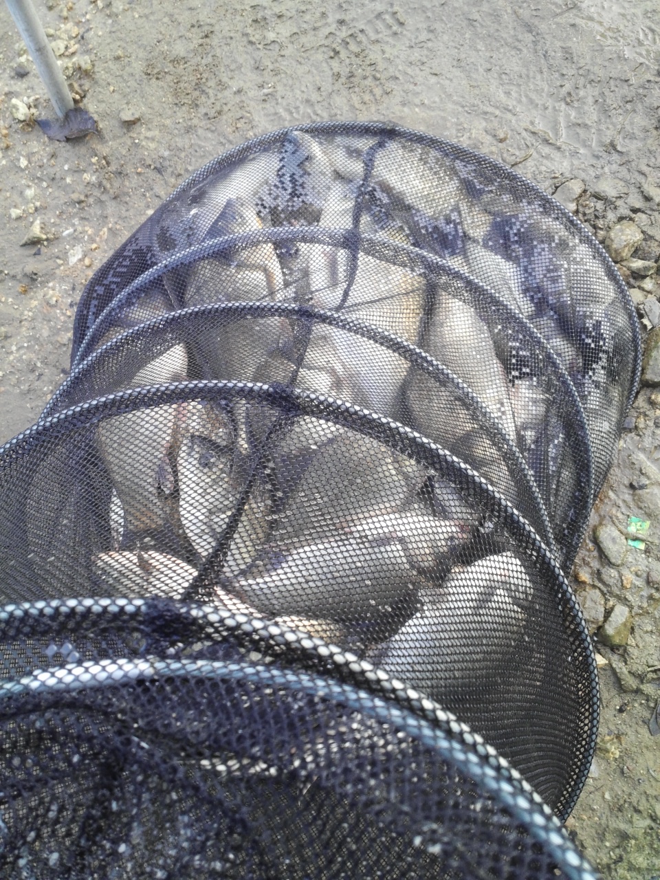 fish_pay09303039