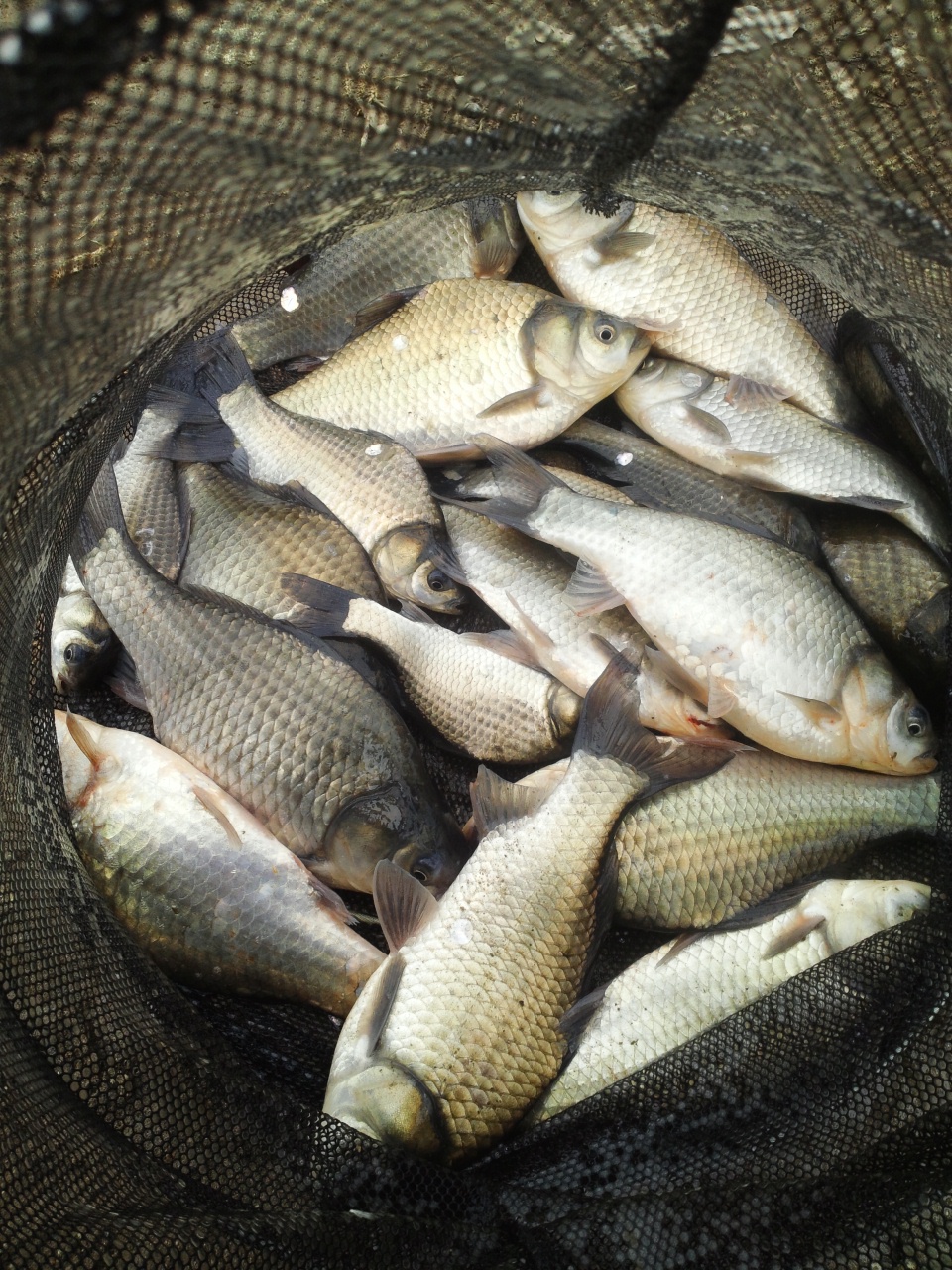 fish_pay09304517