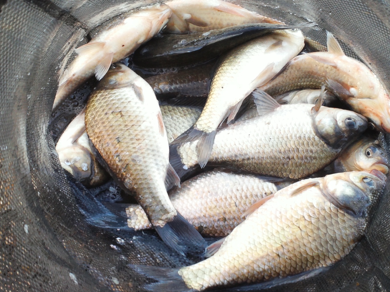 fish_pay11252890