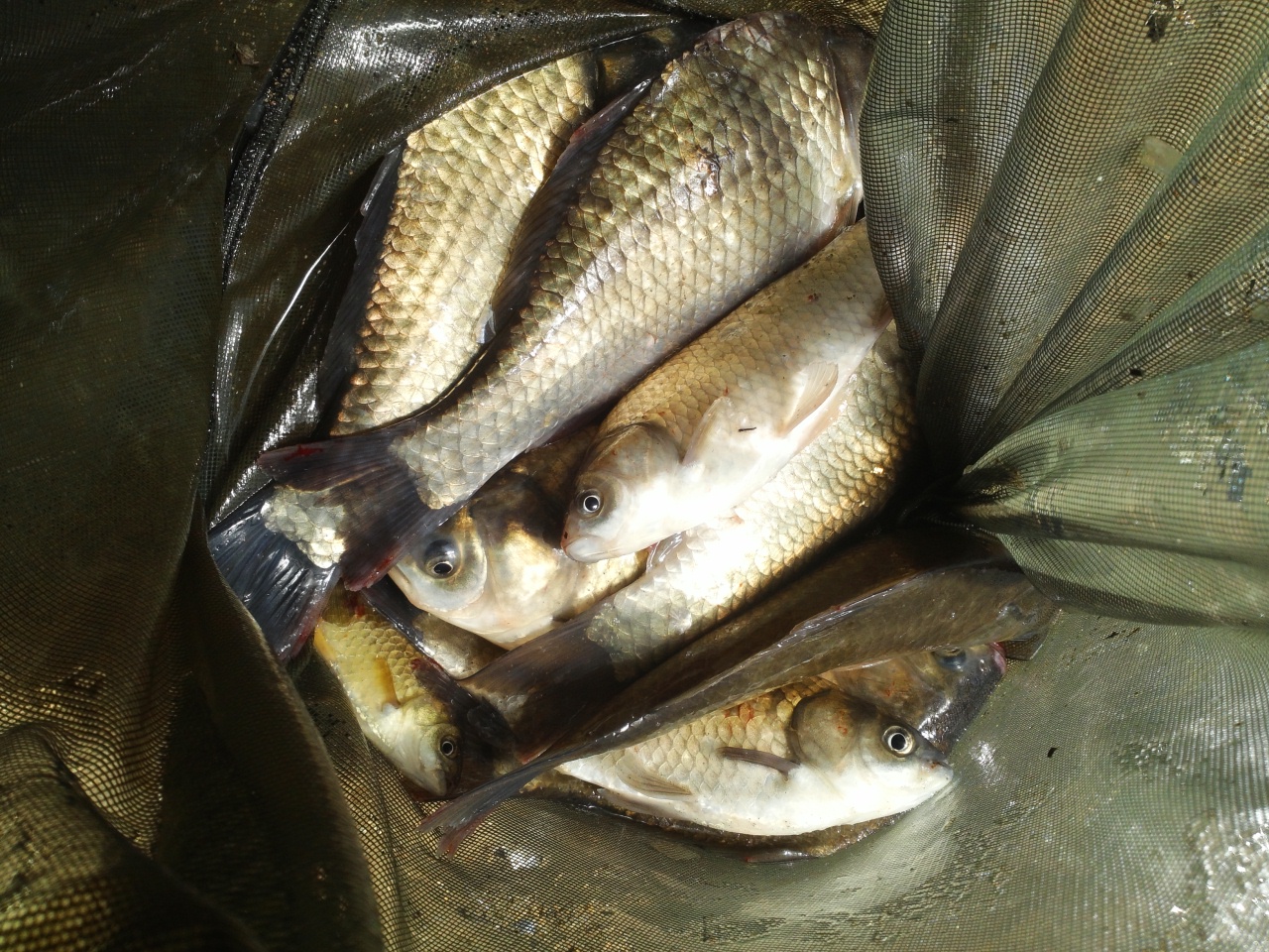 fish_pay11265935