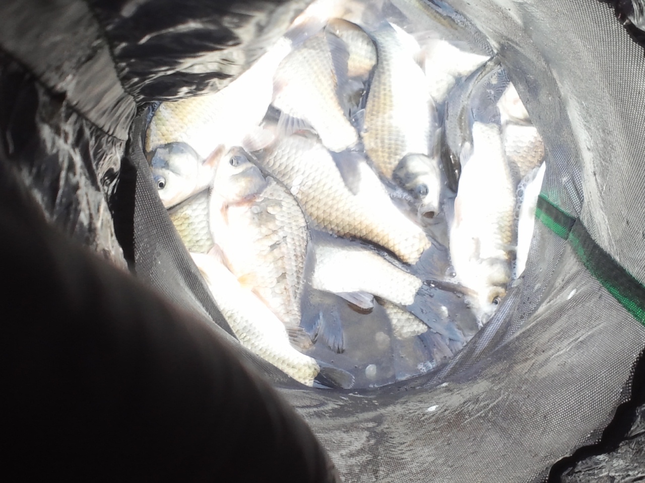 fish_pay11305161