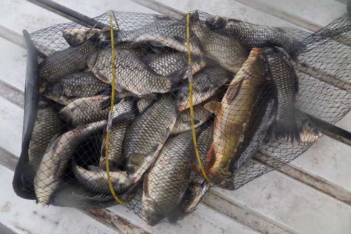 fish_pay_01022949.jpg