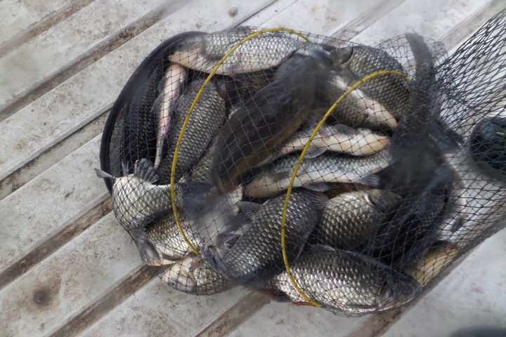 fish_pay_01024179.jpg