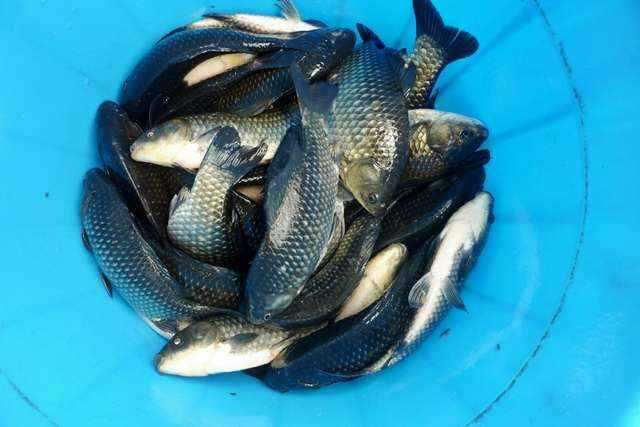 fish_pay_01044237.jpg