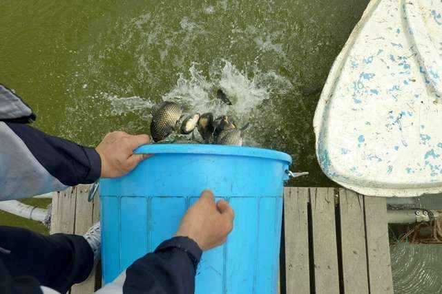 fish_pay_01045949.jpg