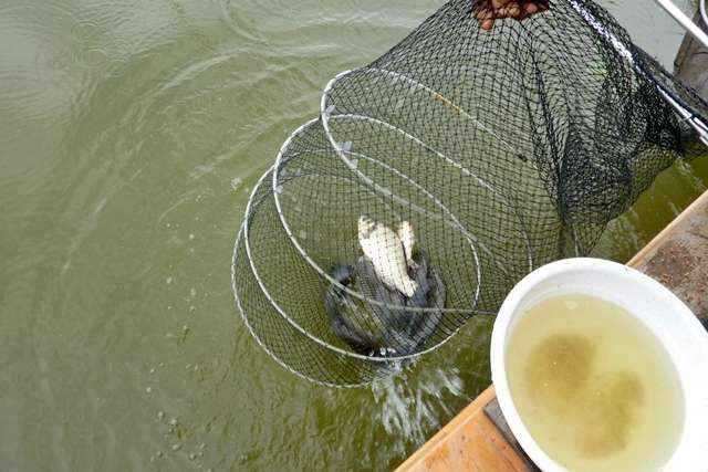 fish_pay_01055950.jpg