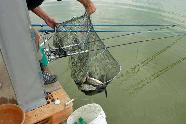 fish_pay_0106216.jpg