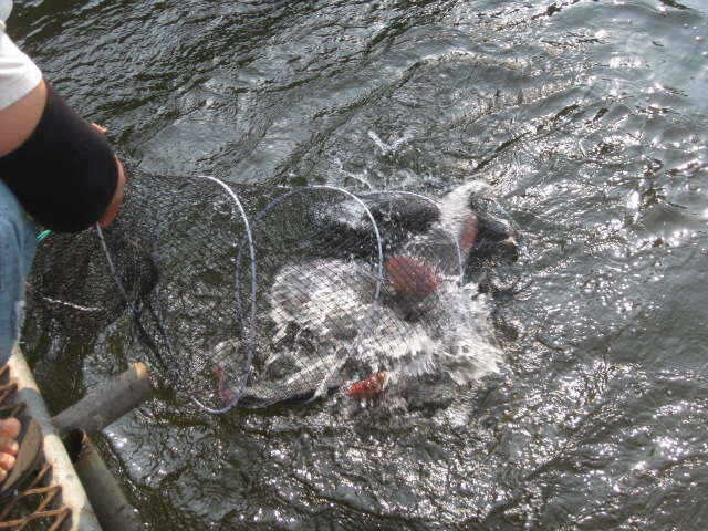 fish_pay_01165288.jpg