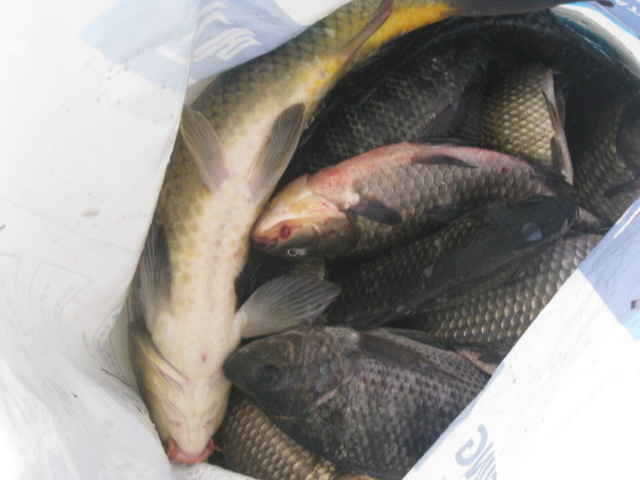 fish_pay_0118272.jpg
