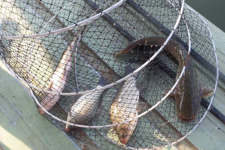 fish_pay_01220222.jpg