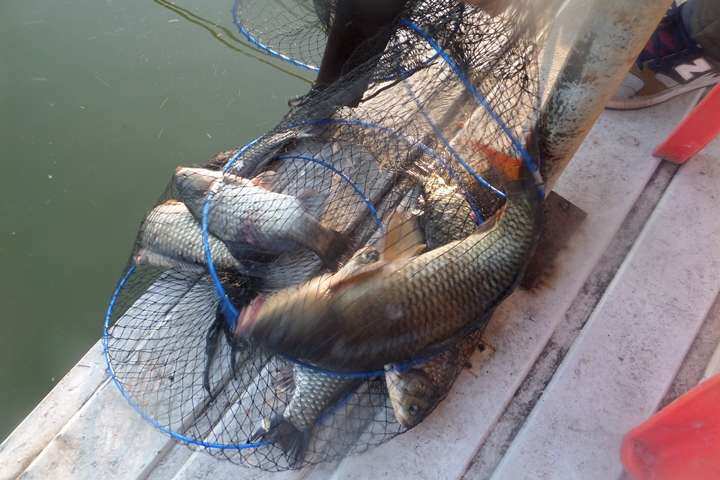 fish_pay_01225629.jpg