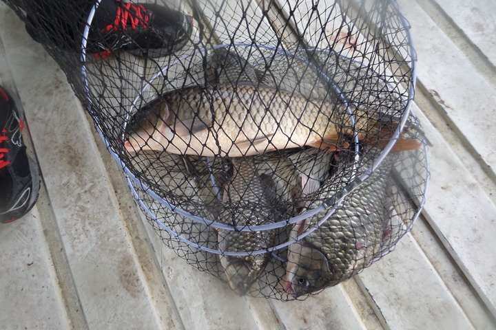fish_pay_01233113.jpg