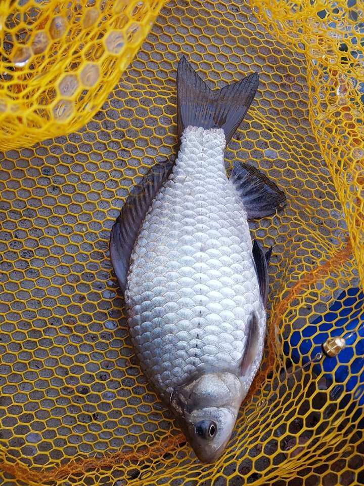 fish_pay_05432429.jpg