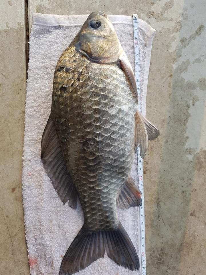 fish_pay_05432948.jpg
