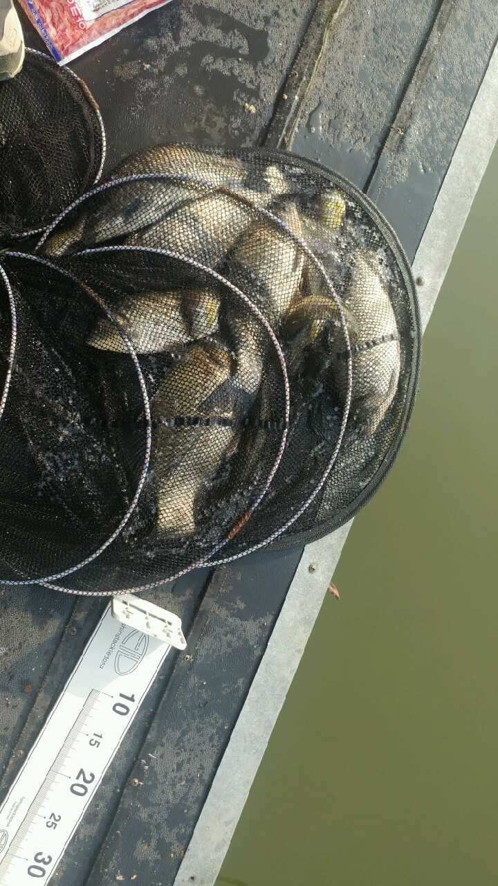 fish_pay_05552387.jpg
