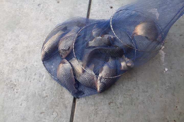 fish_pay_05555048.jpg