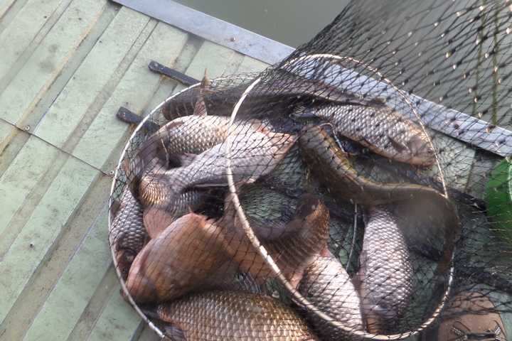 fish_pay_05561672.jpg
