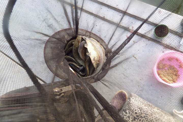 fish_pay_05570779.jpg