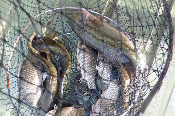 fish_pay_0557466.jpg