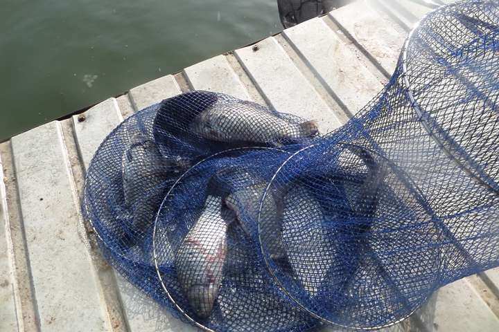 fish_pay_0558281.jpg