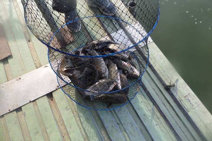 fish_pay_05584448.jpg