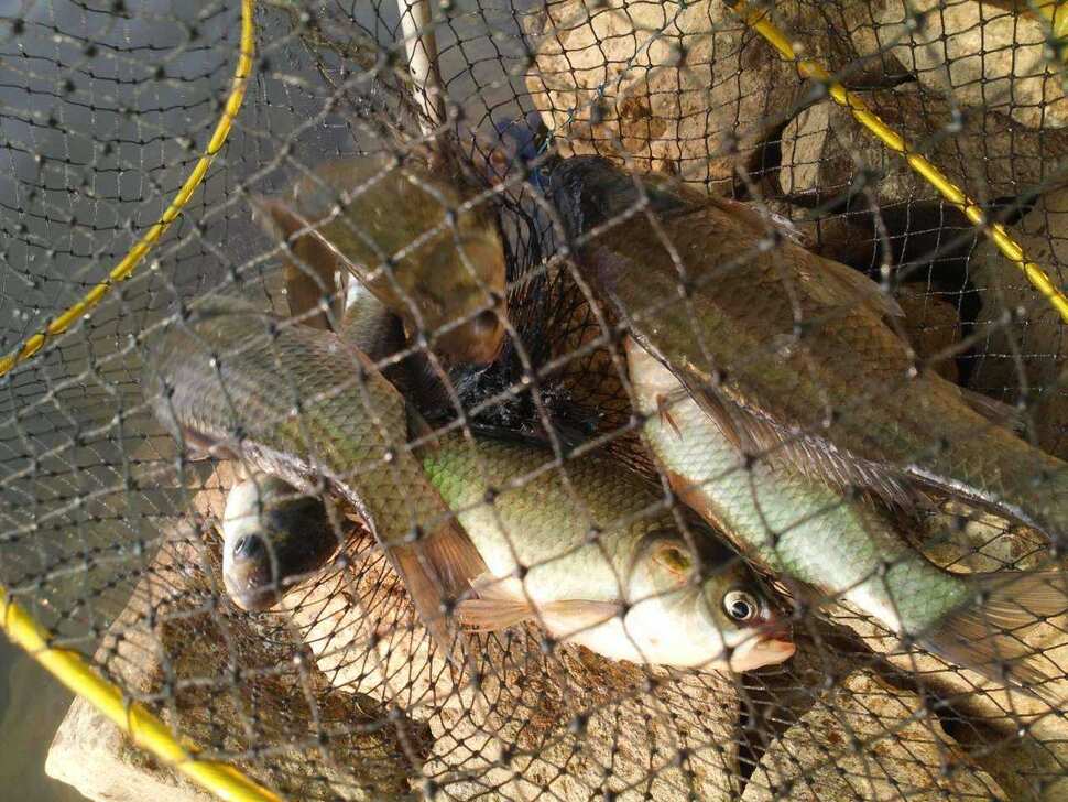 fish_pay_07574658.jpg