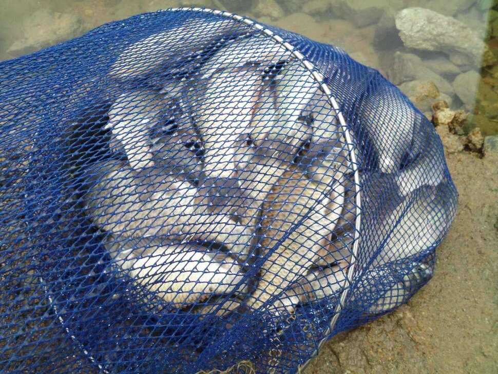 fish_pay_07575420.jpg