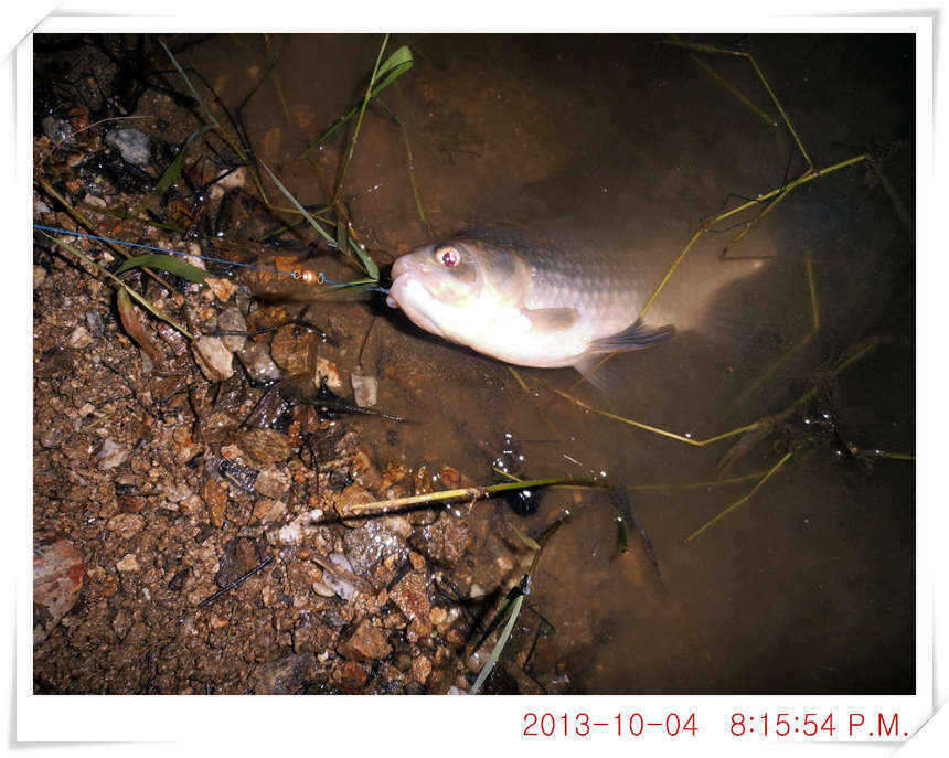 fish_pay_0809055.jpg
