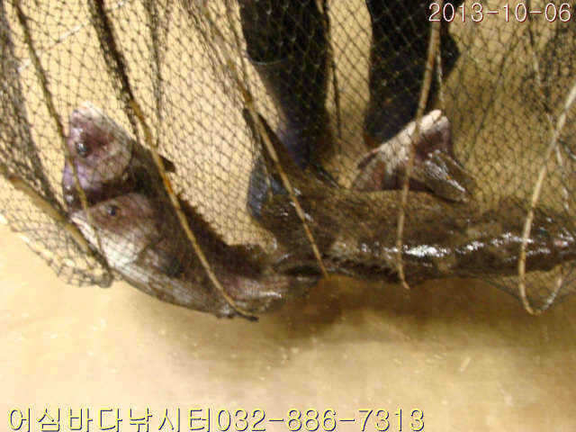 fish_pay_08220259.jpg