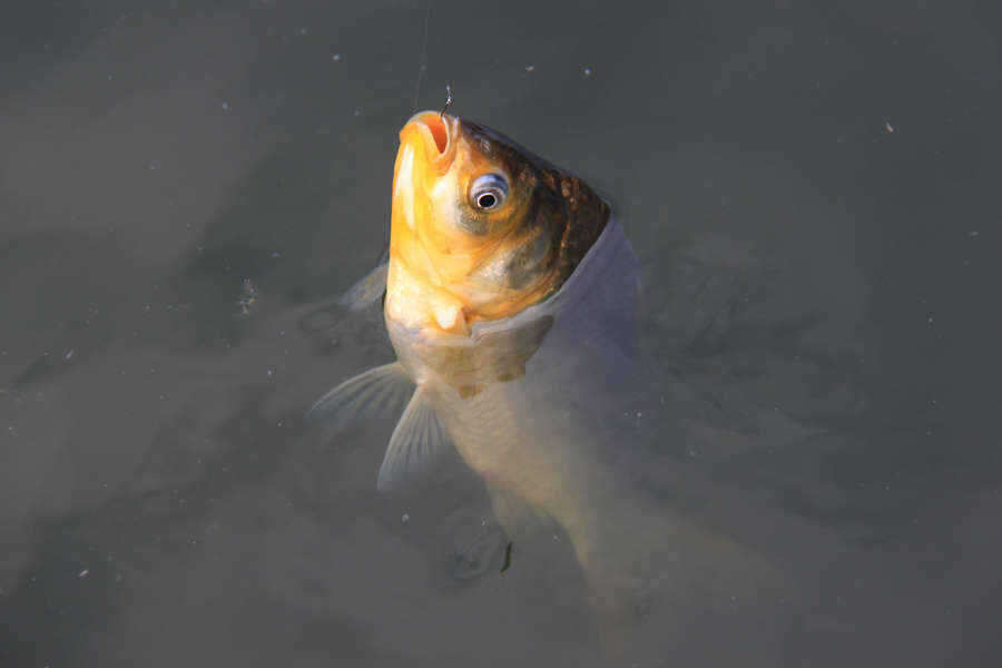 fish_pay_08223028.jpg