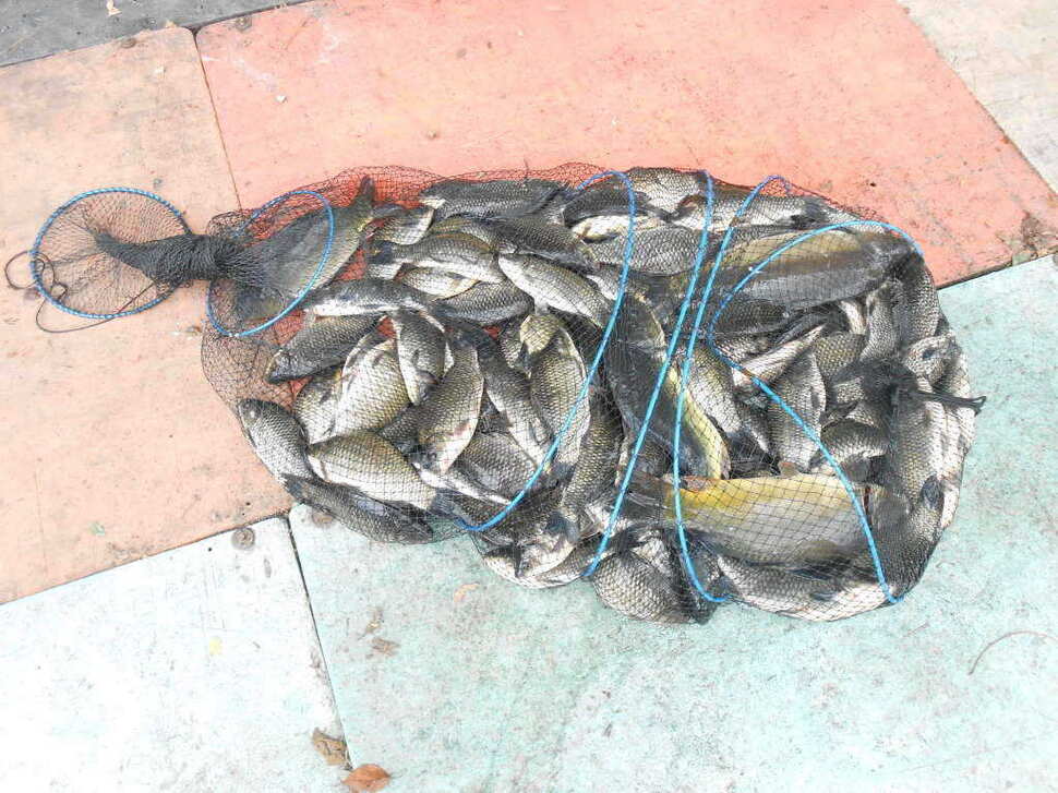 fish_pay_08561569.jpg