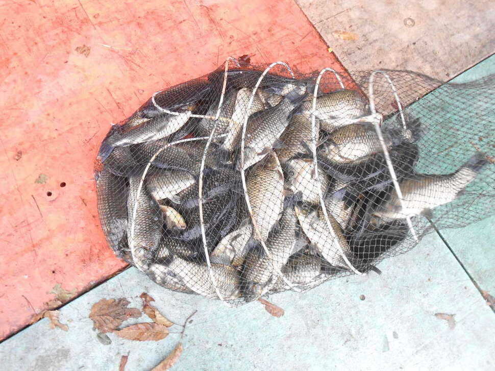 fish_pay_08564558.jpg