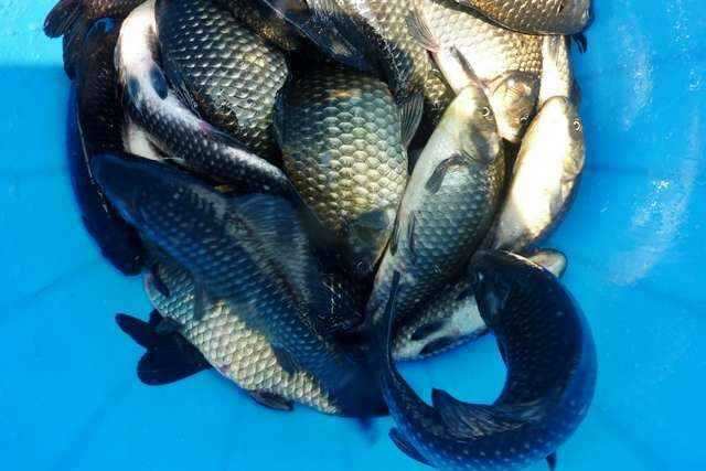 fish_pay_10223961.jpg