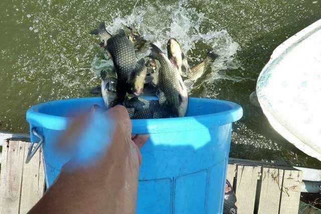 fish_pay_10225726.jpg