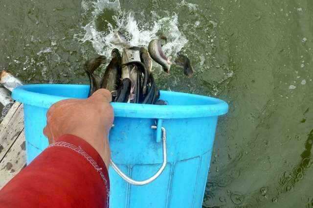 fish_pay_10231268.jpg