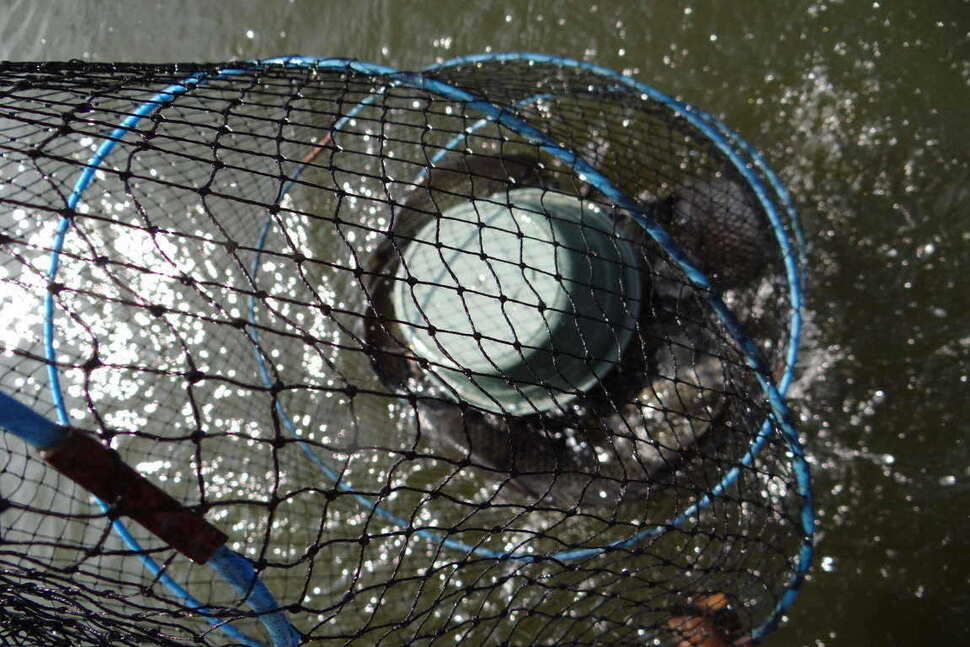 fish_pay_10483559.jpg