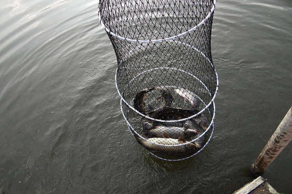 fish_pay_10492433.jpg