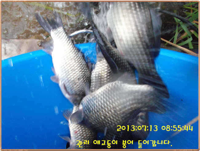 fish_pay_10552186.jpg
