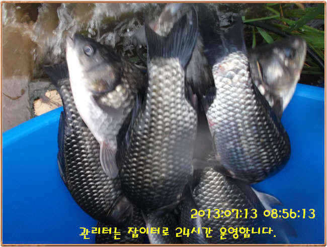fish_pay_10553050.jpg