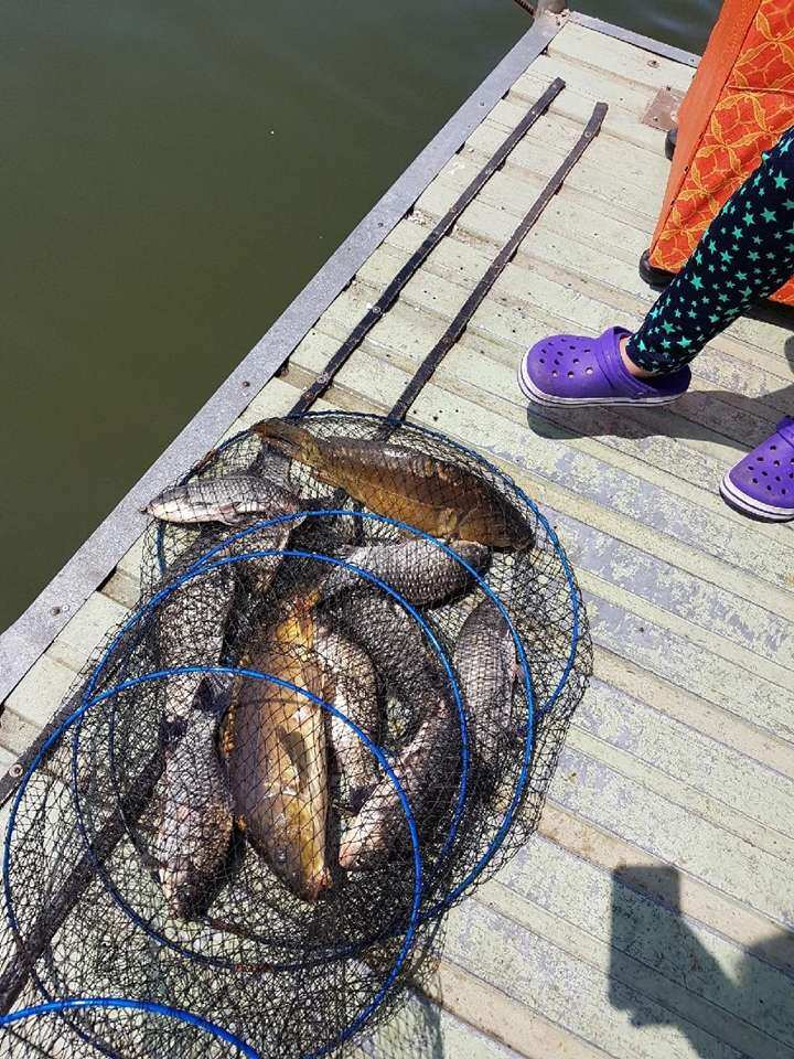 fish_pay_11225876.jpg