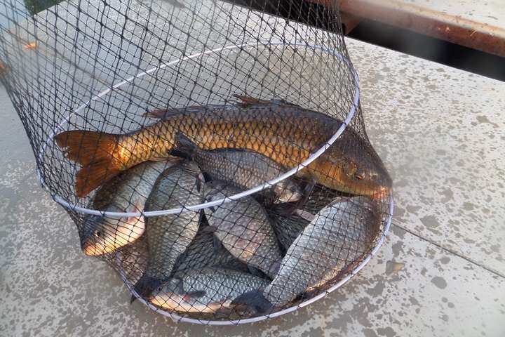 fish_pay_11241464.jpg
