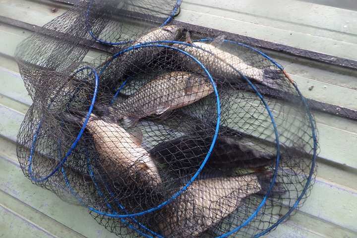 fish_pay_11255494.jpg