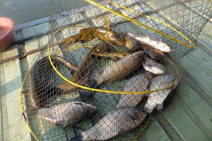 fish_pay_11260372.jpg