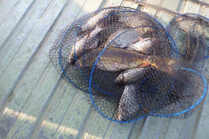 fish_pay_11260720.jpg