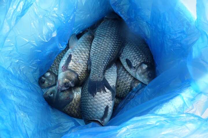 fish_pay_11262675.jpg