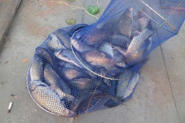 fish_pay_11263990.jpg