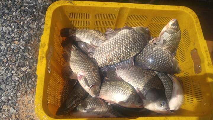 fish_pay_11282344.jpg