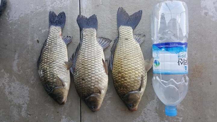 fish_pay_1128486.jpg
